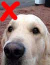 Golden Retriever dog